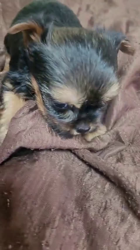 Yorkshire Terrier perros en venta: Camada de cachorros Yorkshire Terrier  en Granada - Video 5