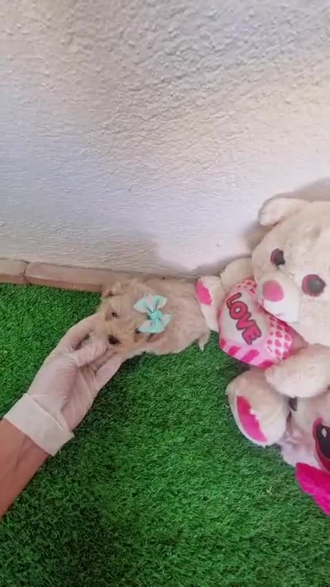 Maltipoo perros en venta: Espectaculares maltipoos, linea coreana y asiatica - Video 2