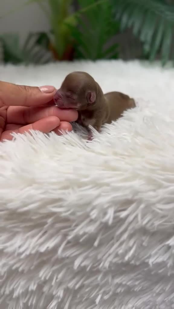 Chihuahua perros en venta: CHIHUAHUA MACHO - Video 1