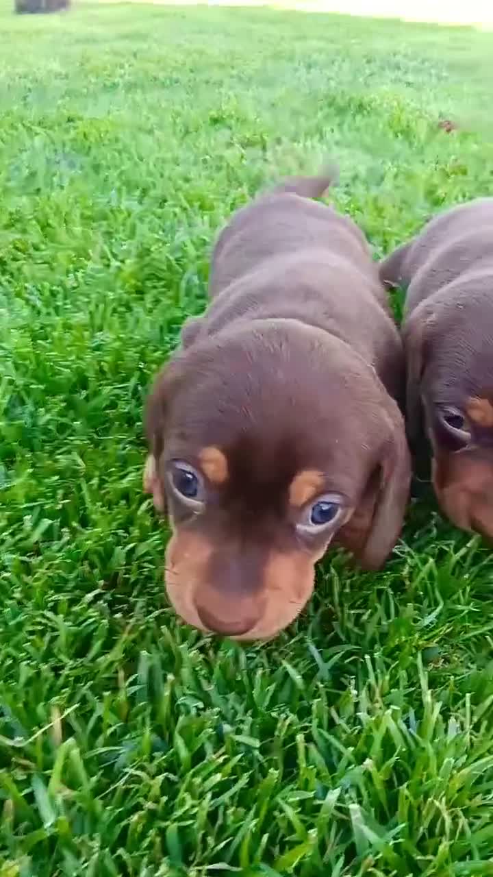 Teckel Miniatura perros en venta: Espectacular cachorra Teckel mink chocolate fuego  - Video 2