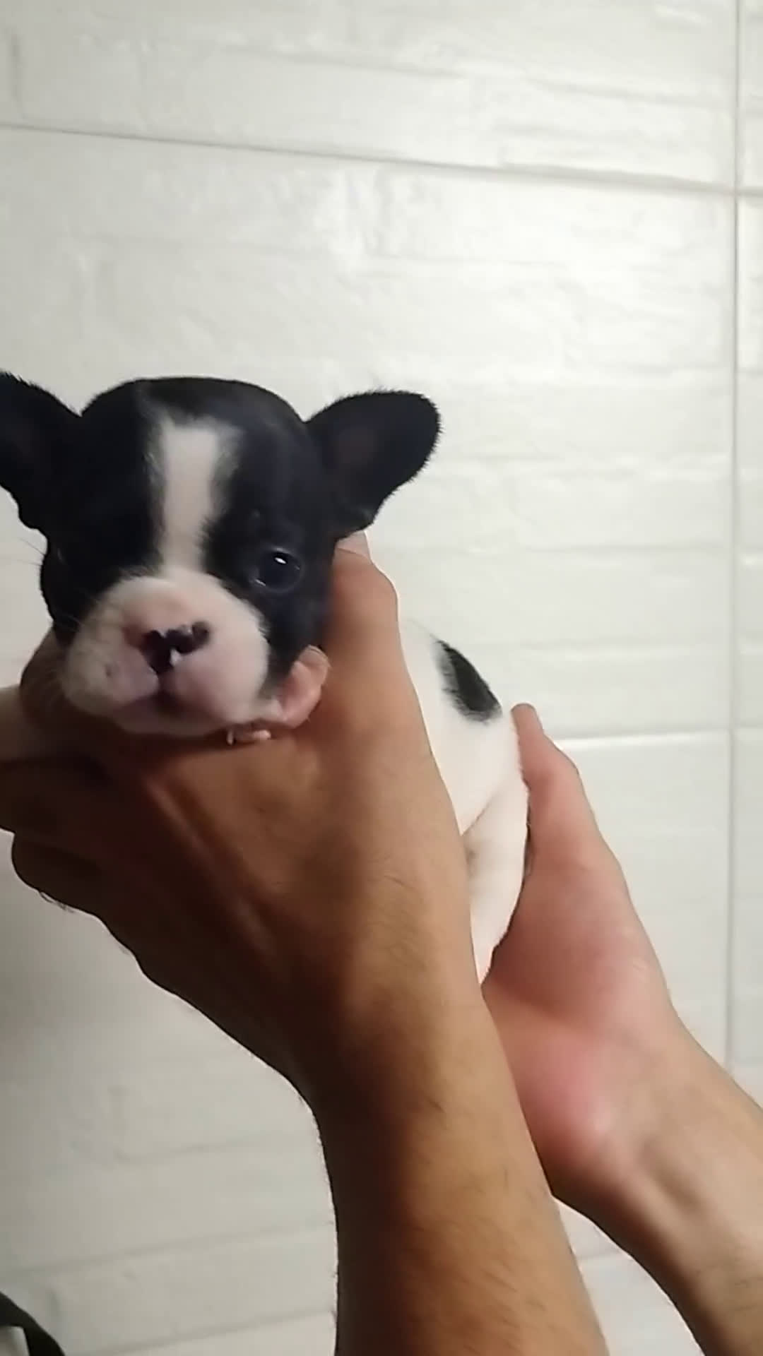 Bulldog Francés perros en venta: Bulldog francés  - Video 2