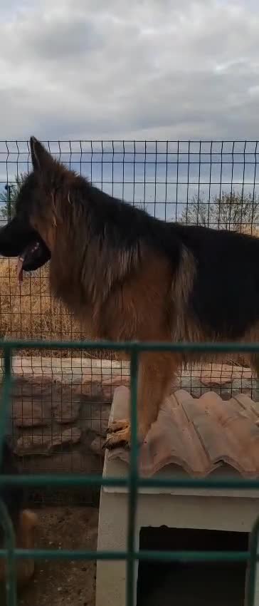 Pastor Alemán perros en venta: Camada de Pastor Alemán  - Video 3