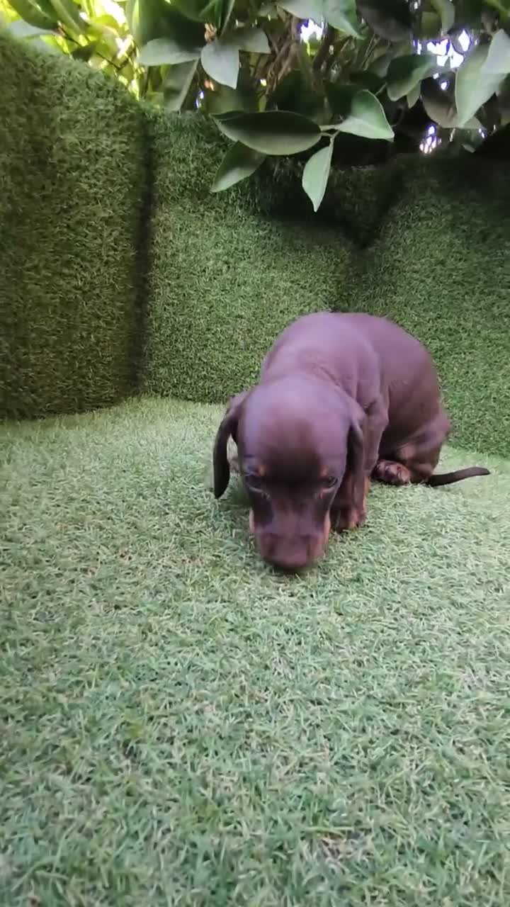 Teckel Miniatura perros en venta: camada teckel miniatura chocolates 3 machos  - Video 4