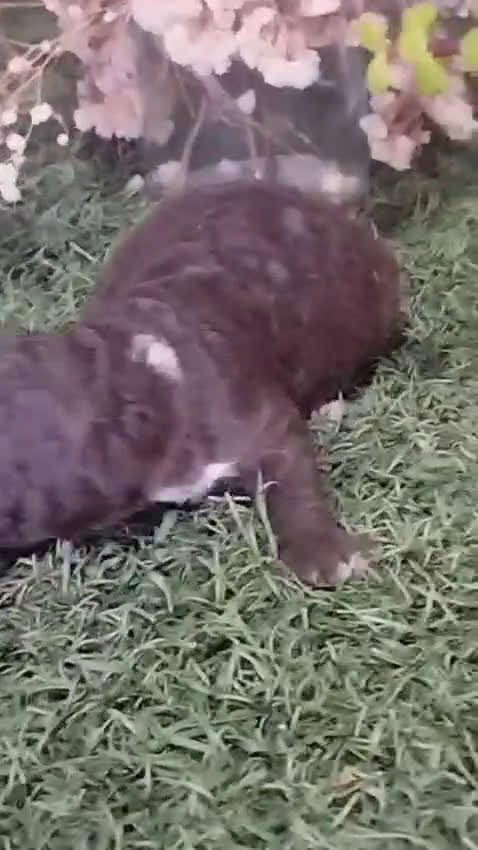 Perro de Agua Español perros en venta: Camada de perros de agua - Video 2