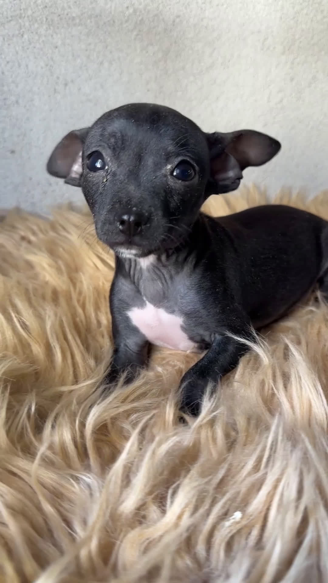 Pinscher Miniatura perros en venta: Minipicher negro  - Video 1