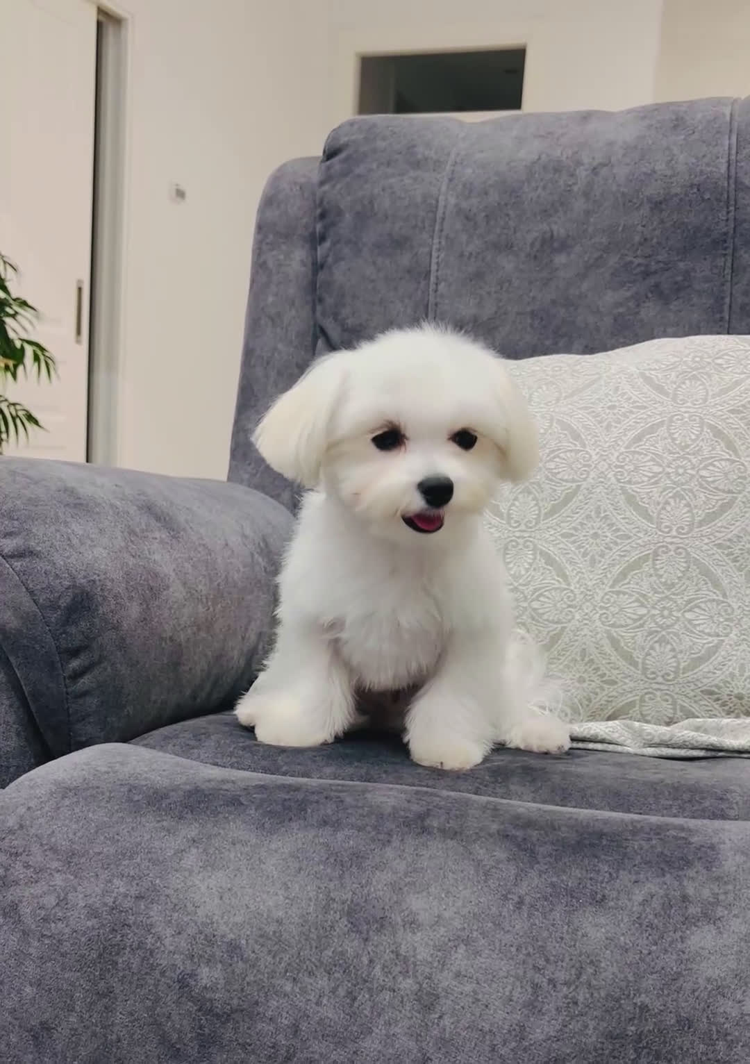 Bichón Maltés perros en venta: Cachorrito de bichon maltés de calidad - Video 1