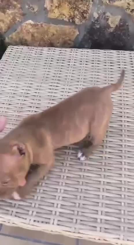 American Bully perros en venta: American Bully  - Video 1