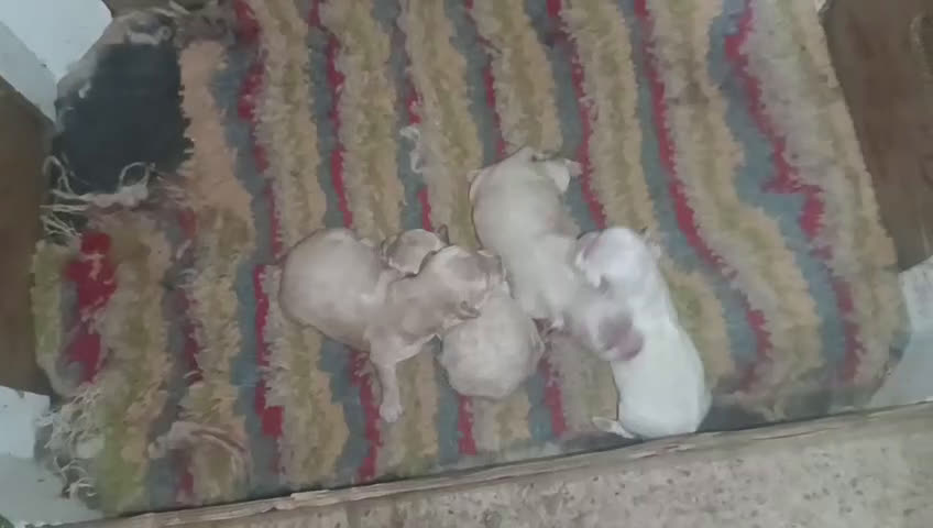 Maltipoo perros en venta: MALTIPOOS  - Video 1
