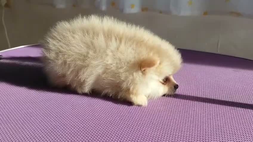 Pomerania perros en venta: Macho y hembra de lulu de pomerania  - Video 1