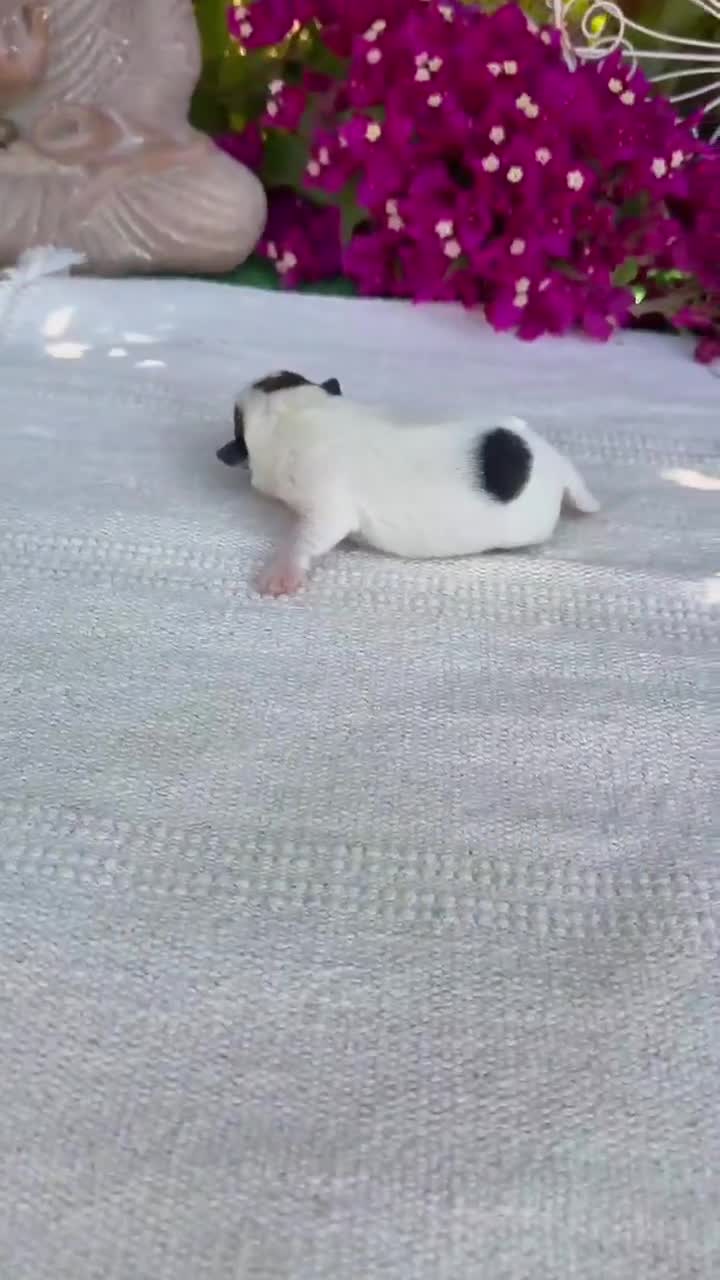 Jack Russell Terrier perros en venta: Jack Russell preciosos bebes disponibles  - Video 3