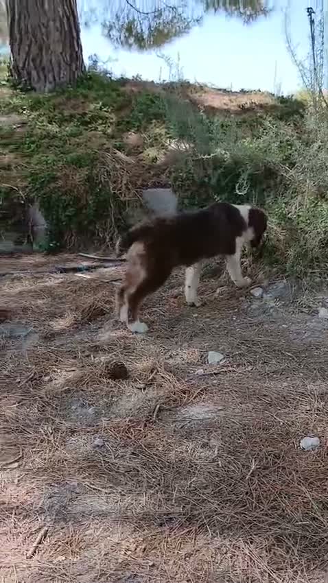Pastor Australiano perros en venta: PASTOR AUSTRALIANO  - Video 3