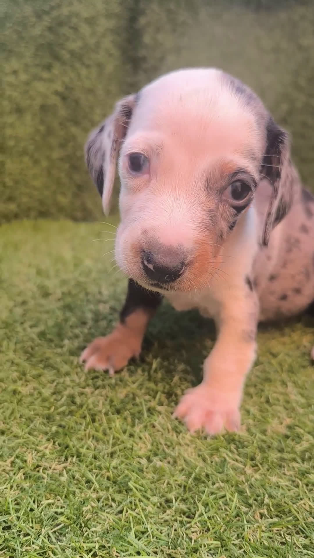 Teckel perros en venta: camada teckel canichen varios colores  - Video 3
