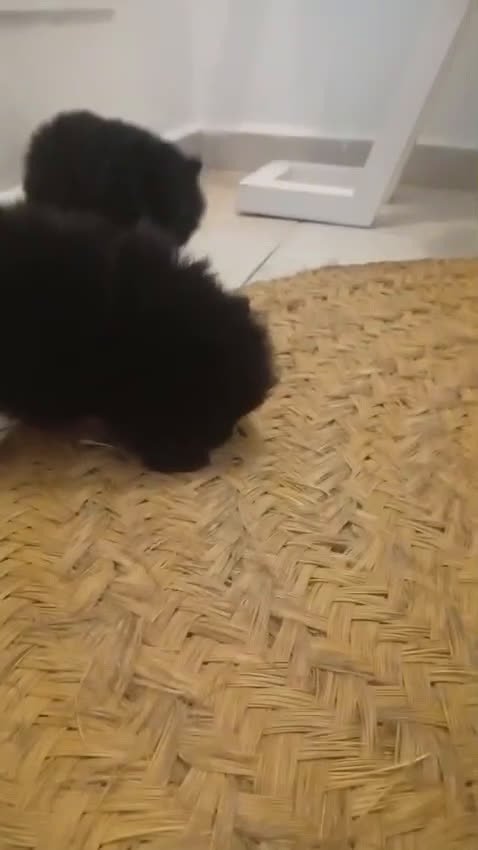 Pomerania perros en venta: Lulu Pomerania  - Video 1