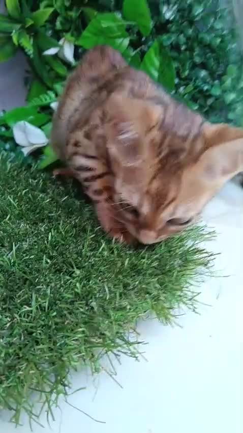 Bengalí gatos en venta: Gatos bengalí - Video 1