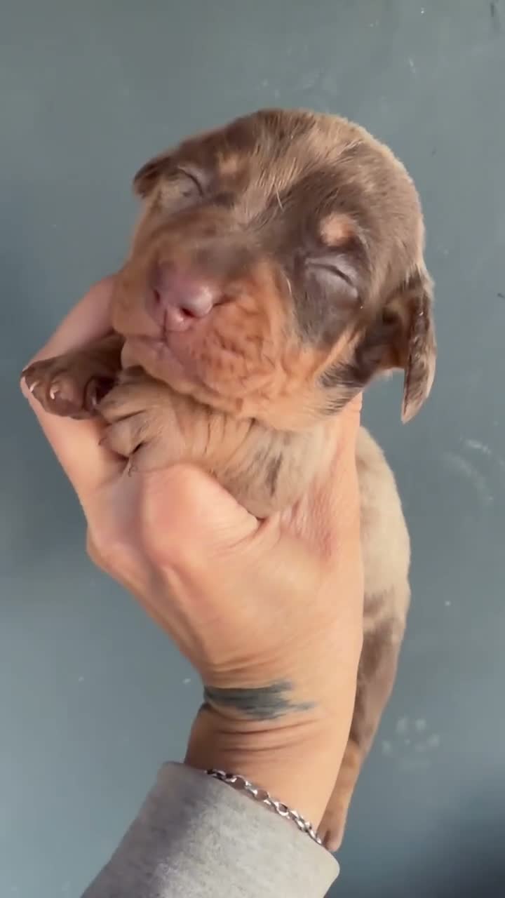Teckel perros en venta: 🐾 ¡Nueva camada de Teckel disponible! 🐾 - Video 1