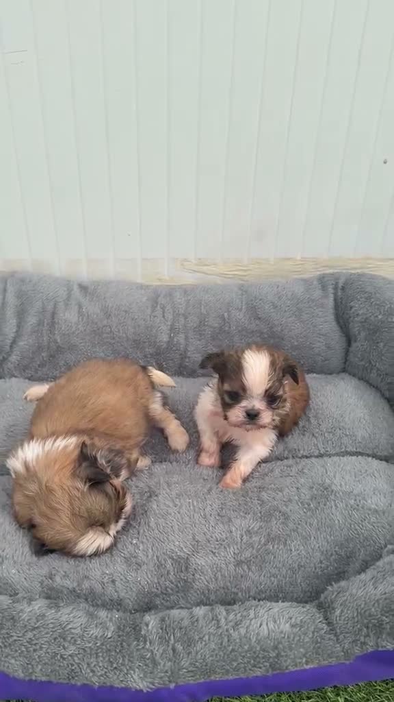 Shih Tzu perros en venta: BOLITAS DE ALGODÓN SHIHTZU MACHOS - Video 1