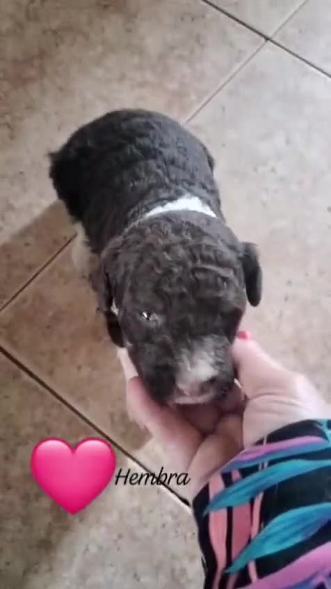 Perro de Agua Español perros en venta: Preciosos bicolor - Video 1