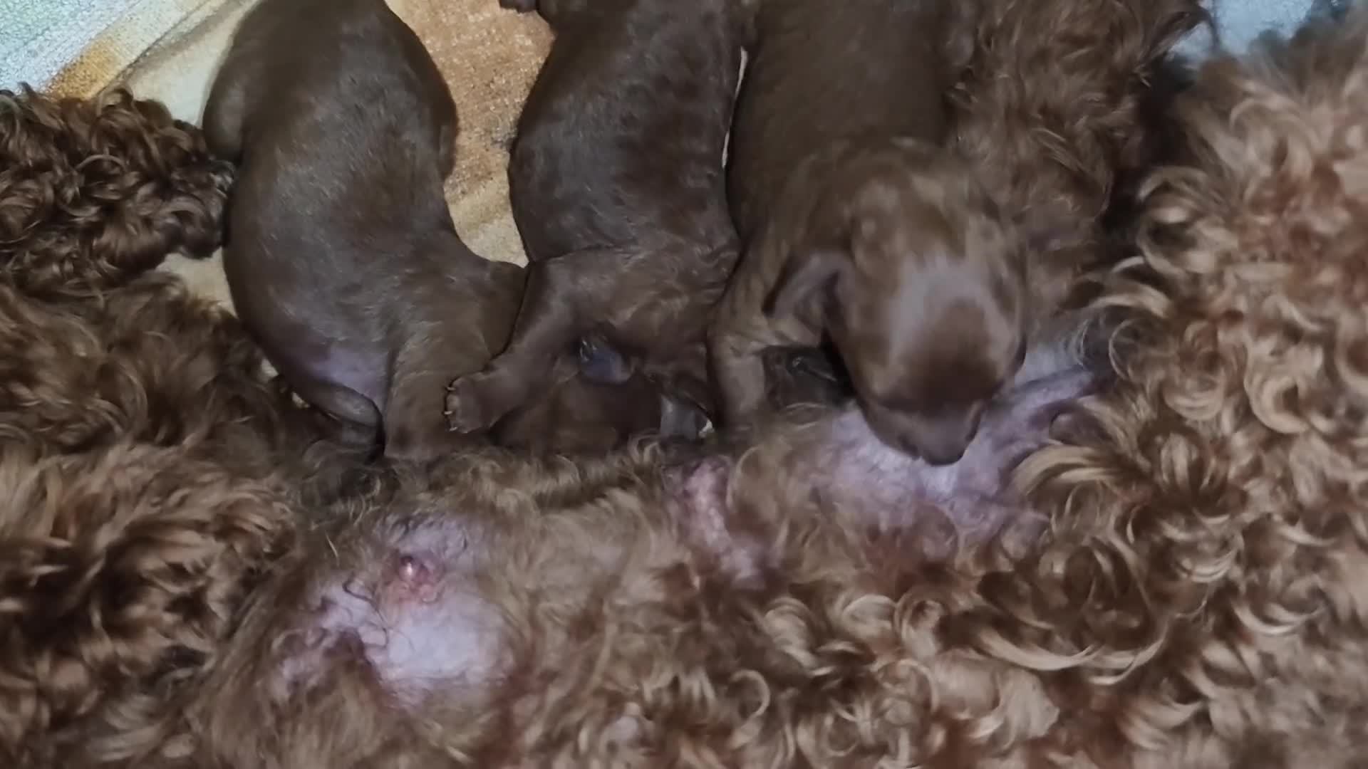 Caniche Toy perros en venta: Caniche rojo - Video 1