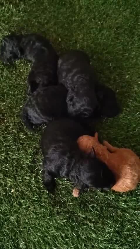 Caniche Toy perros en venta: Caniches Toys Rojos y Negros - Video 1