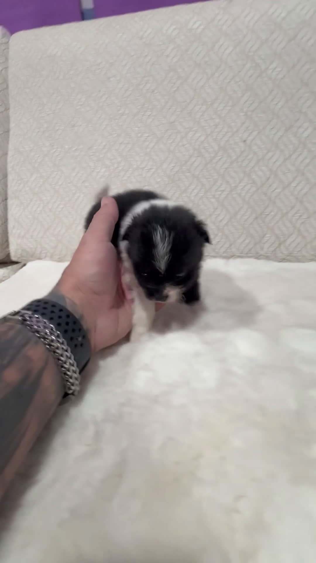 Pomerania perros en venta: Lulu Pomerania Toy macho color party Osito - Video 1