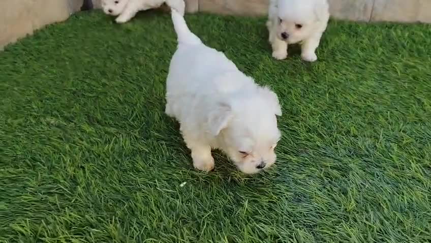 Bichón Maltés perros en venta: CACHORRO DE BICHON MALTES - Video 1