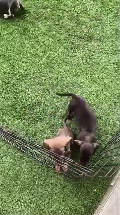 Teckel Miniatura perros en venta: Teckel miniatura exoticos - Video 1