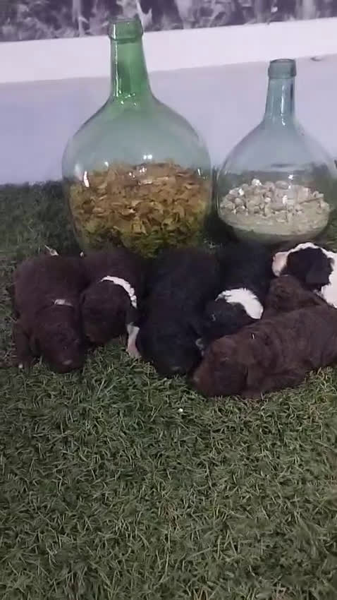 Perro de Agua Español perros en venta: Perro de aguas chocolate  - Video 4