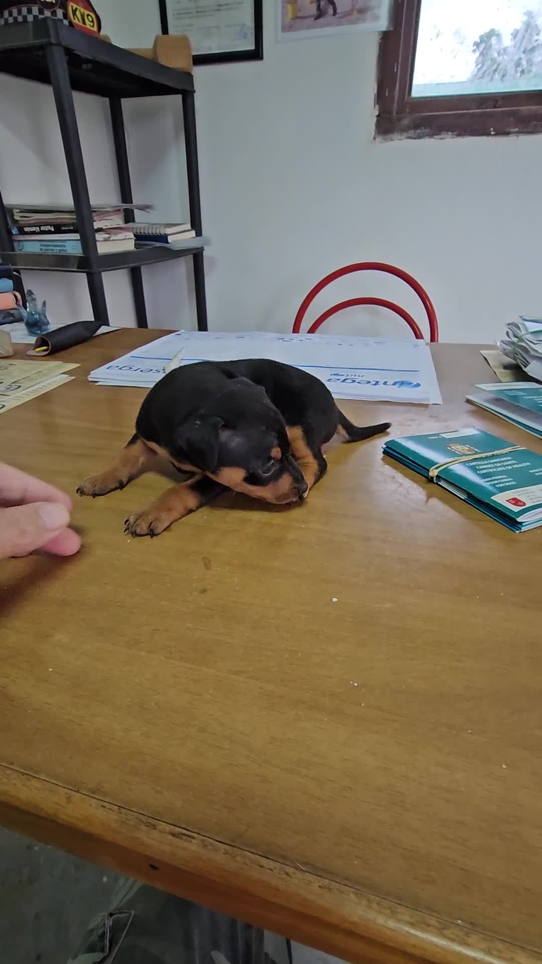Pinscher Miniatura perros en venta: Espectaculares mini pincher - Video 1