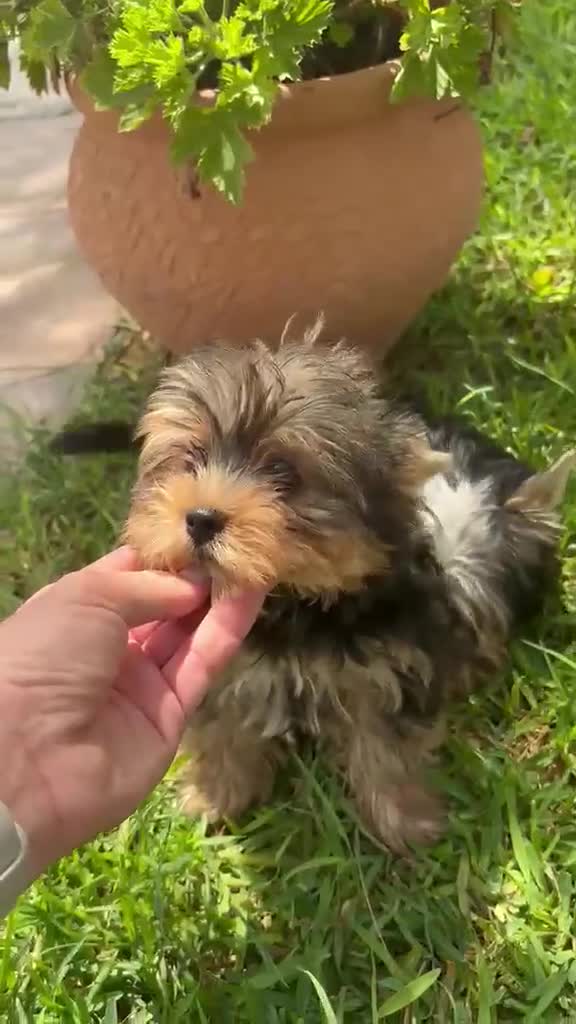 Yorkshire Terrier perros en venta: Yorkshire terrier Toy machos preciosos  - Video 1