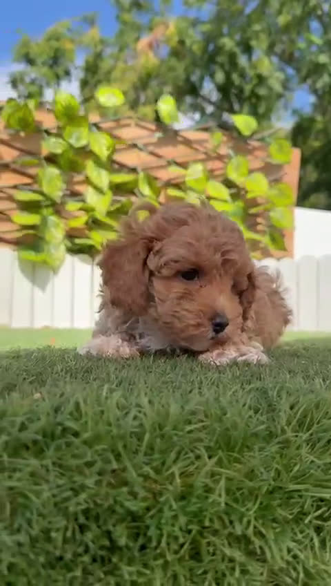 Caniche Toy perros en venta: CANICHE TOY MACHO - Video 3