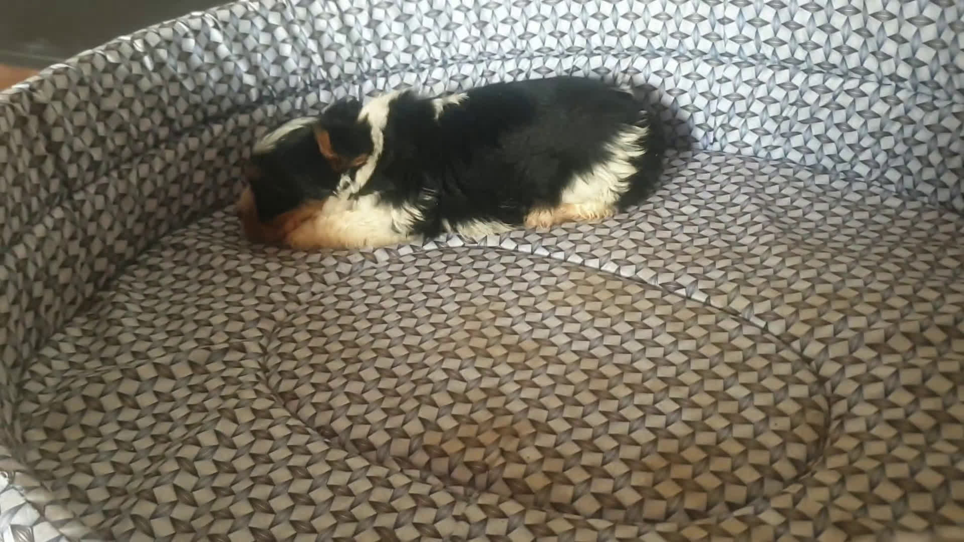 Biewer Yorkshire Terrier a la Pom Pon perros en venta: Biewer machito chiquitin con pedigree - Video 2
