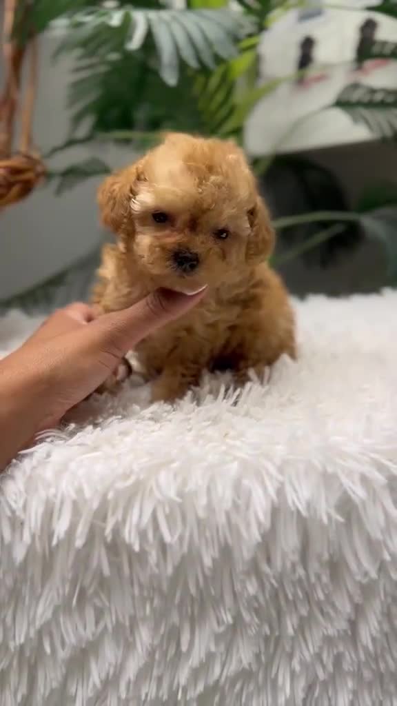 Caniche Toy perros en venta: CANICHE TOY-MUY PEQUEÑITO - Video 2