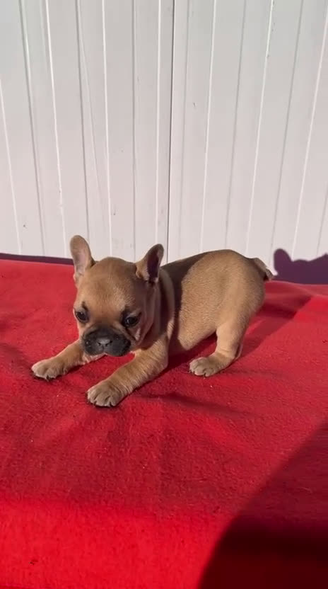 Bulldog Francés perros en venta: Bulldog francés cachorros Fwan  - Video 1
