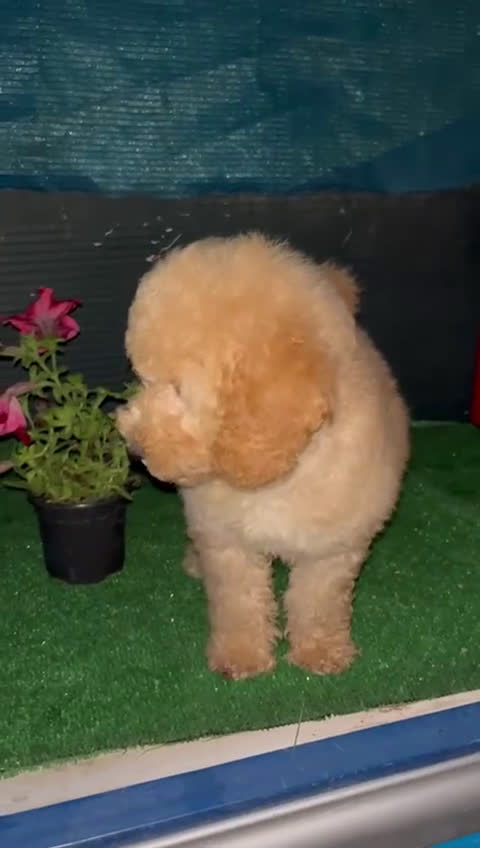 Caniche Toy perros en venta: Caniche toy  - Video 2