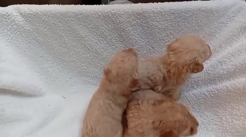 Caniche Toy perros en venta: caniches apricot toy 💛 en Madrid - Video 4