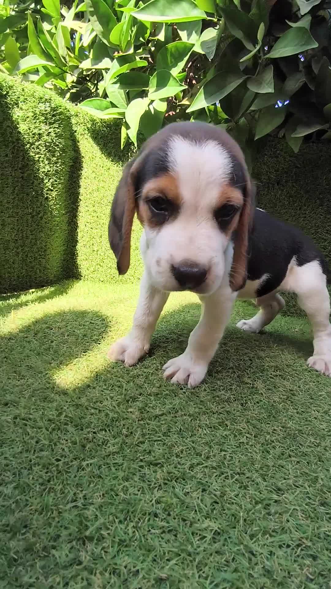 Beagle perros en venta: beagles tricolor 2 machos  - Video 1