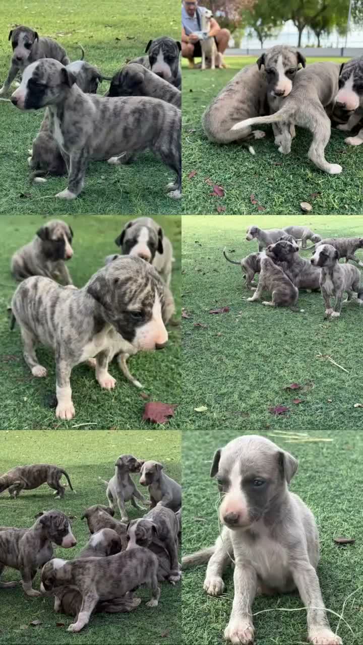 Whippet perros en venta: venta - Video 1