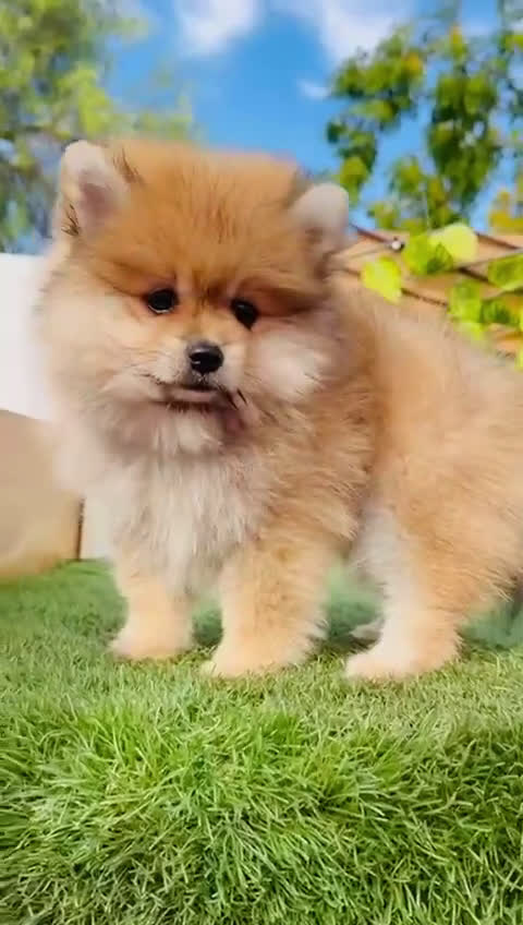 Pomerania perros en venta: POMERANIA MACHO - Video 1