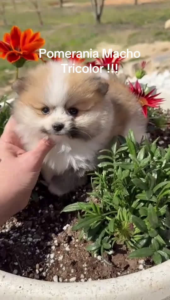 Pomerania perros en venta: Pomerania tricolor disponible !!!! - Video 1
