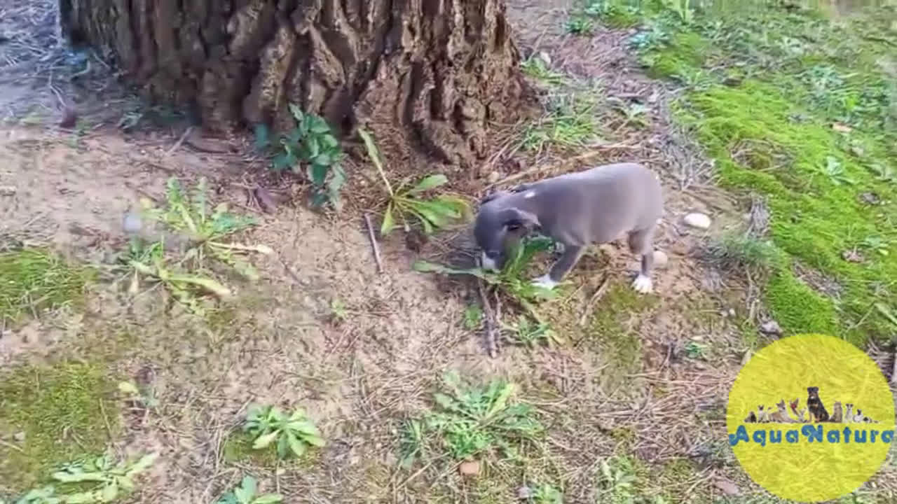 Pequeño Lebrel Italiano perros en venta: Lebrel Italiano Hembra 5 de AB y Omega AQUANATURA - Video 1