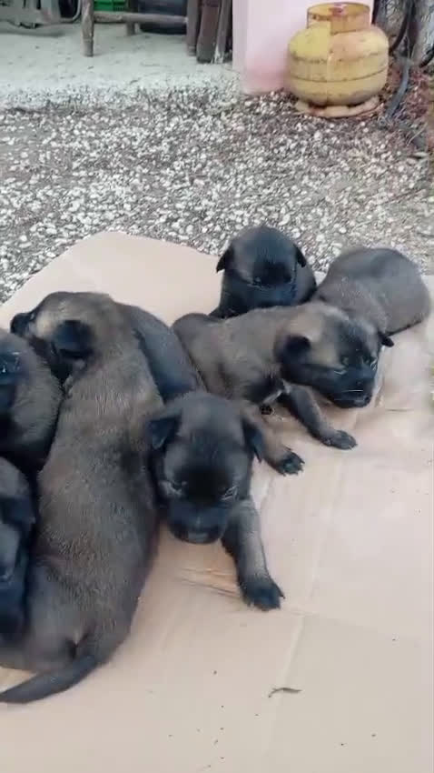 Pastor Belga Malinois perros en venta: CAMADA MALINOIS  - Video 1