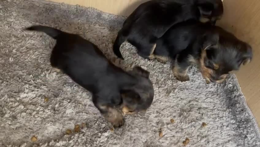 Yorkshire Terrier perros en venta: Yorkshire terrier Toy super pequeños  - Video 1