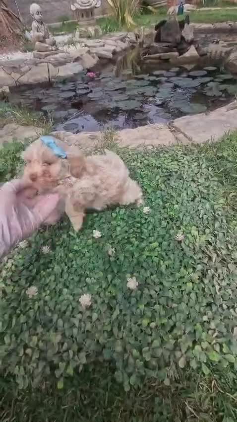 Maltipoo perros en venta: Maltipoos linea asiatica y coreana!! - Video 1