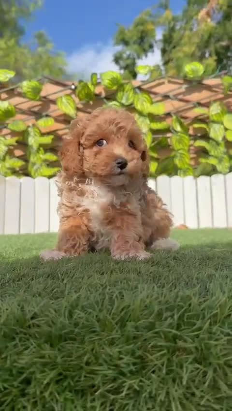 Caniche Toy perros en venta: CANICHE TOY MACHO - Video 1