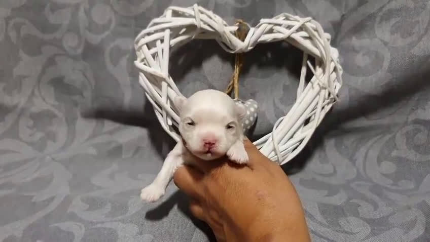 Bichón Maltés perros en venta: Bichones Malteses   - Video 3