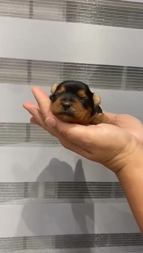 Yorkshire Terrier perros en venta: Camada de Yorkshire - Video 3