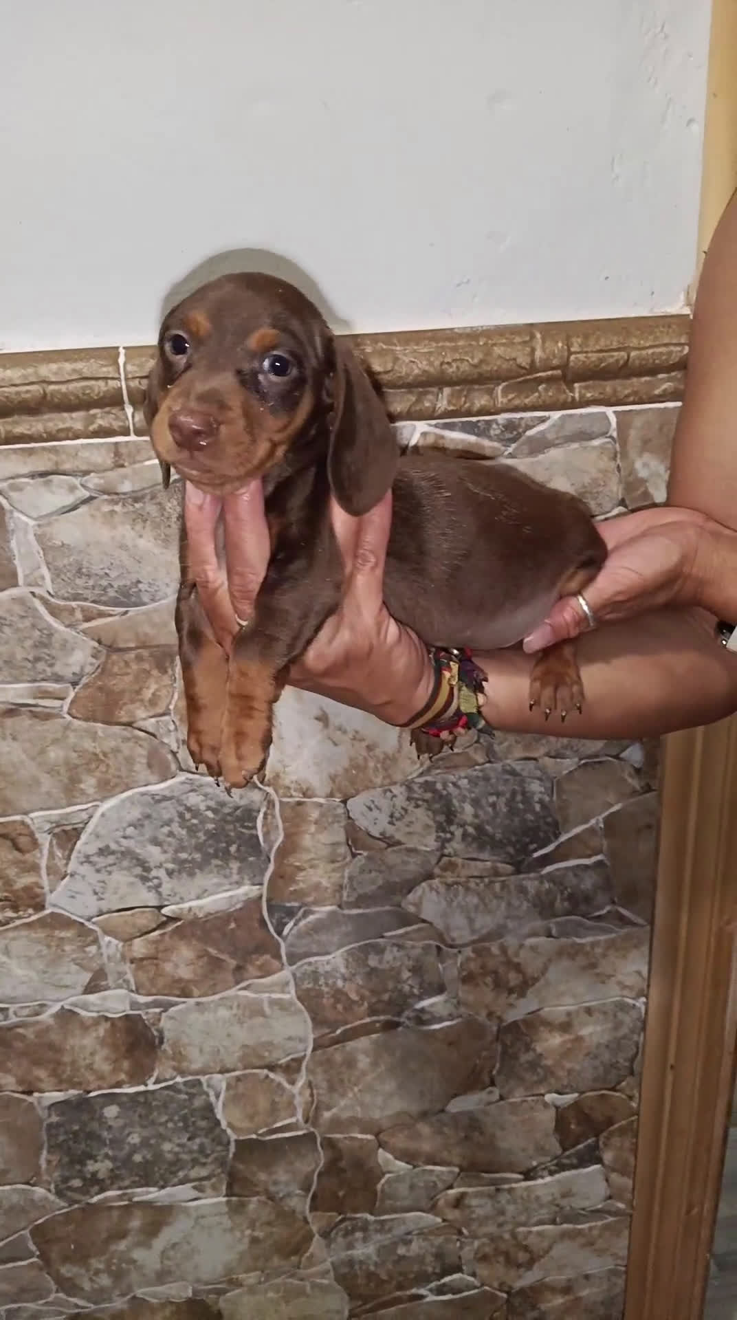 Teckel perros en venta: Macho chocolate kaninchen  - Video 1