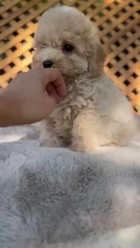 Caniche Toy perros en venta: Caniche Apricot Toy  - Video 1
