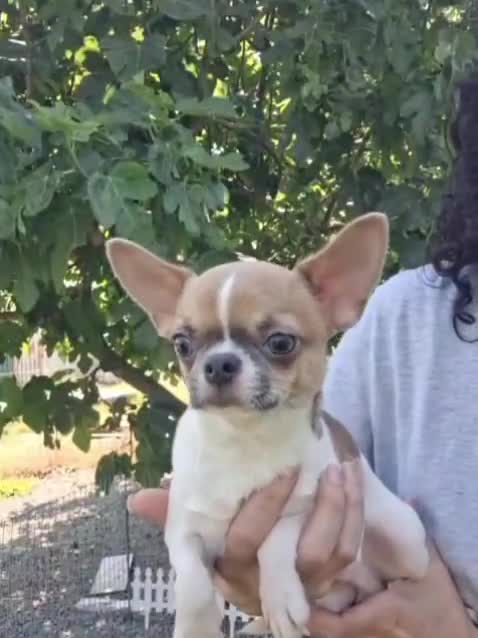 Chihuahua perros en venta: Macho chihuahua 5 meses. 2 kilos económico  - Video 1