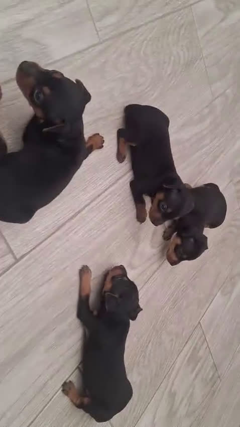 Pinscher Miniatura perros en venta: Mini pinche hembra  - Video 1